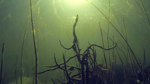 Branches of freswater sponge (Spongilla lacustris) in the bottom of a lake with sun beams.
