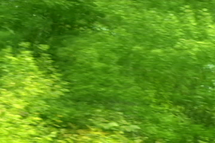 Bright green trees moving fast next to the road. looping