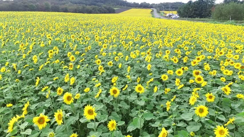 Aerial: Taking fall of sunflower field by drone_12
/ September 30, 2015 in Japan of the shooting in Hokkaido /
Day of strong wind under the blue sky, in full bloom a lot of yellow sunflower.