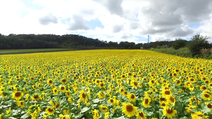 Aerial: Taking fall of sunflower field by drone_7
/ September 30, 2015 in Japan of the shooting in Hokkaido /
Day of strong wind under the blue sky, in full bloom a lot of yellow sunflower.