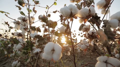 Dolly shot of ripe bushes of cotton at sunset the glare of the sun