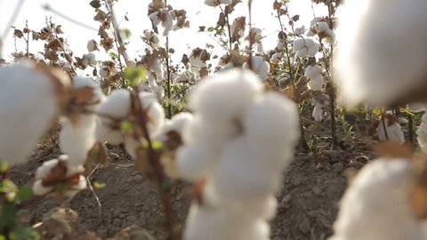 Dolly shot of defocus bushes of ripe cotton top grade on the field