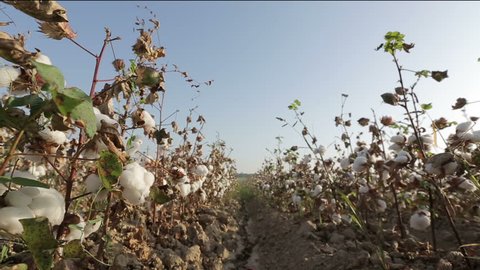 Dolly shot of ripe cotton top grade before harvesting