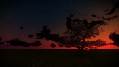 Cherry Tree and Sunrise Time Lapse