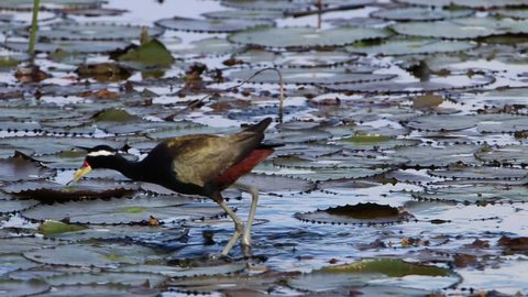 Jacana found in Thailand, two types of characteristics: male and female have similar characteristics. Yellow beak mouth, a red bar. The frontal gray leather
