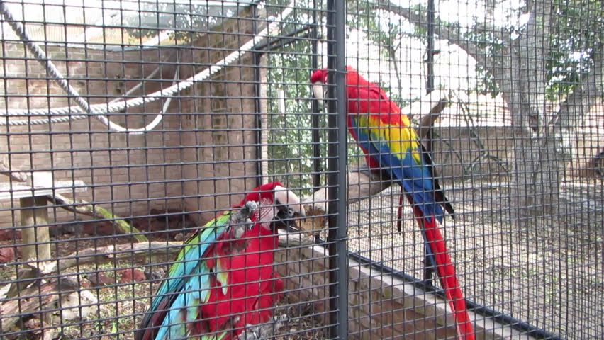 Caring for Scarlet Macaws: Health, Lifespan, Training & Prices