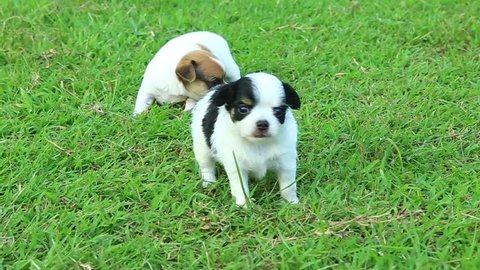 Chihuahua,Puppies, dogs, cute Chihuahua.