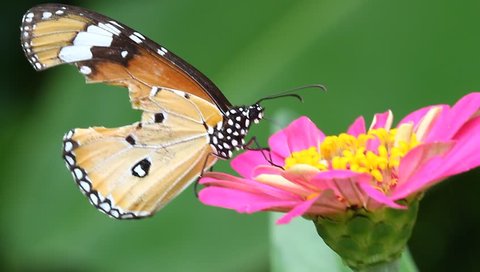Monarch butterfly on zinnia flower