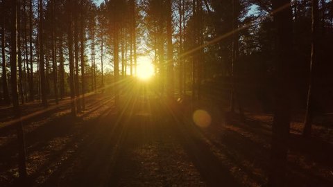 Sunset in forest. Aerial footage. Woods