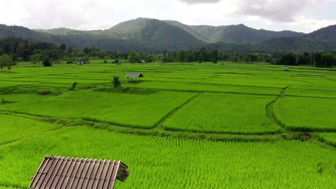 Aerial shot rice field and mountain view 