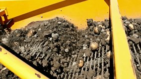Production of potatoes in the field ; Harvest potatoes from a tractor and a modern potato digger,video clip