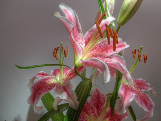 Time lapse of white Lily flowering, high dynamic range imaging (HDR)