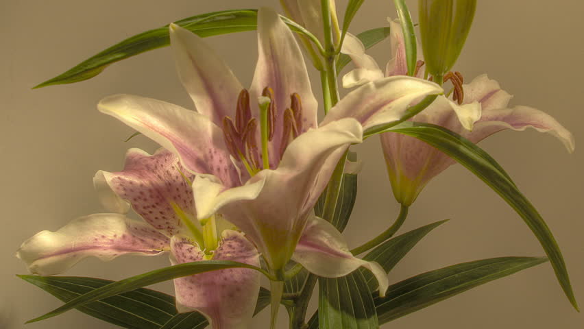 Time lapse of white Lily flowering, high dynamic range imaging (HDR)