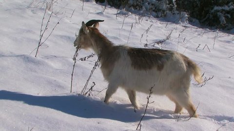 Nubian brown goat standing on white snow