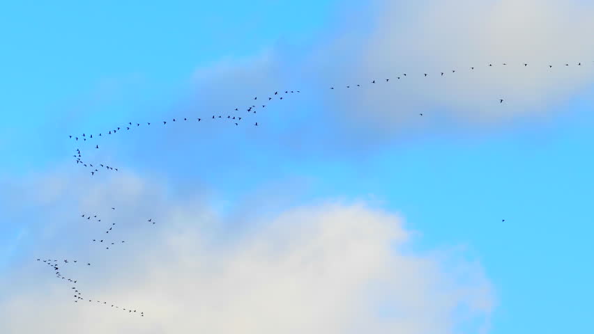 Large flock of geese flying, migrating south in Autumn.

