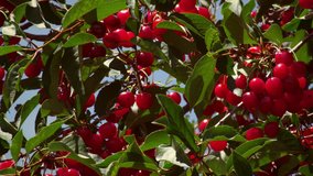 Close-up shot of cherries on cherry tree. The video was taken during the day and it blurs at the end of the shot.