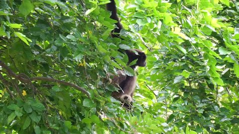 Gibbon monkey hanging at tropical green background.