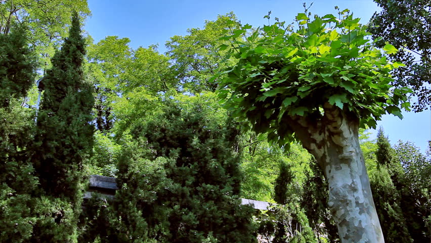 Funicular railway through the vegetation. 