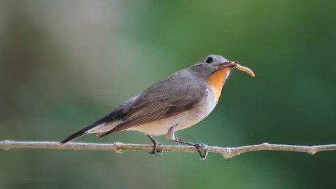 bird Red-throated Flycatcher (Ficedula albicilla) eating a worm in tropical forests 