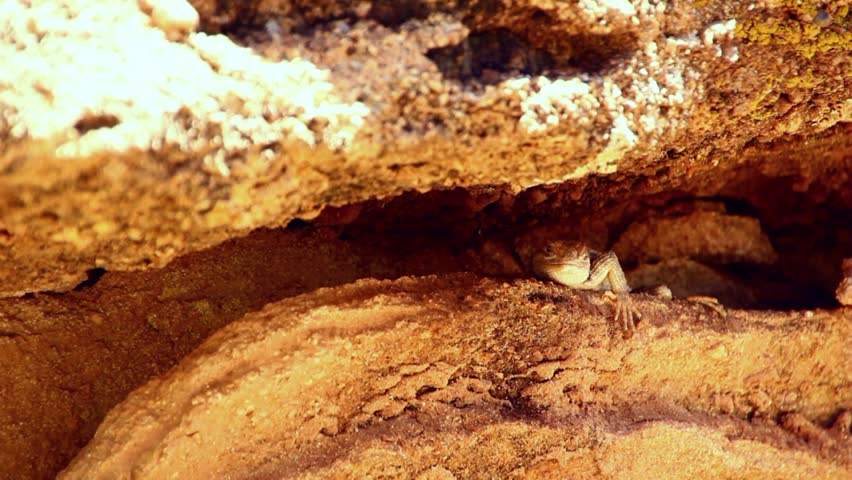 A desert lizard rests under the shade of a rock
