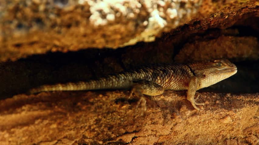 A desert lizard rests under the shade of a rock