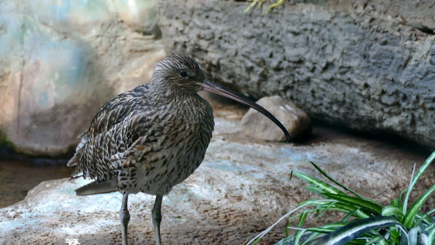 A bird with a long curved beak