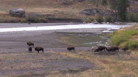 Bison herd in Yellowstone National park