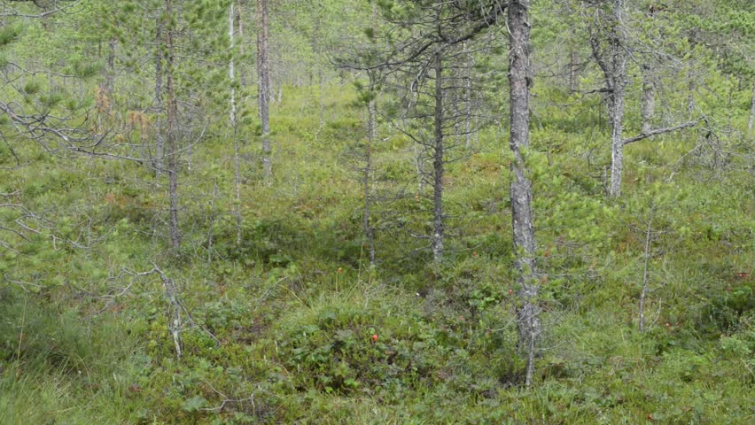 Cloudberries growing in Seitseminen national park in Finland in the summer.