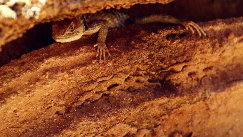 A lizard in the desert rests in the shade of a rock