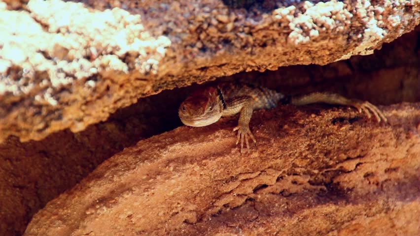 A lizard in the desert rests in the shade of a rock