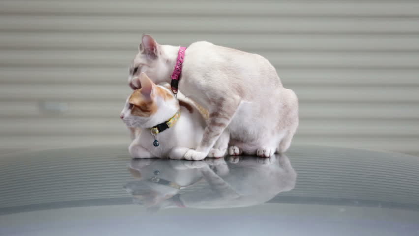 Couple of cats licking each other while lying down on car’s roof in a garage.