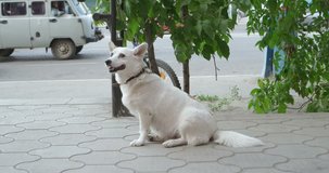 Old white dog waiting for mastrer in the street
