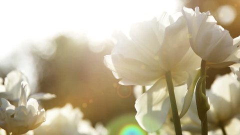 Big snow-white tulips against the sundown, close up