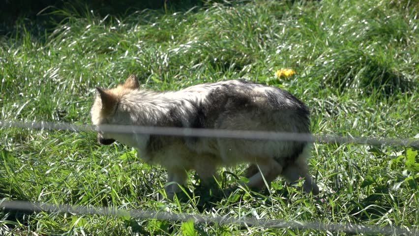 Gray Wolf in Super Slow Motion HD Royalty-Free Stock Footage #12005360