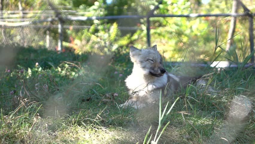 Gray Wolf in Super Slow Motion HD Royalty-Free Stock Footage #12005366