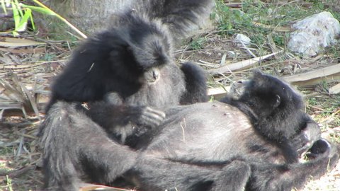 Siamang (monkey) eats from the belly of another
