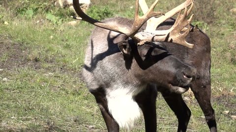Woodland Caribou's Face in Super Slow Motion HD