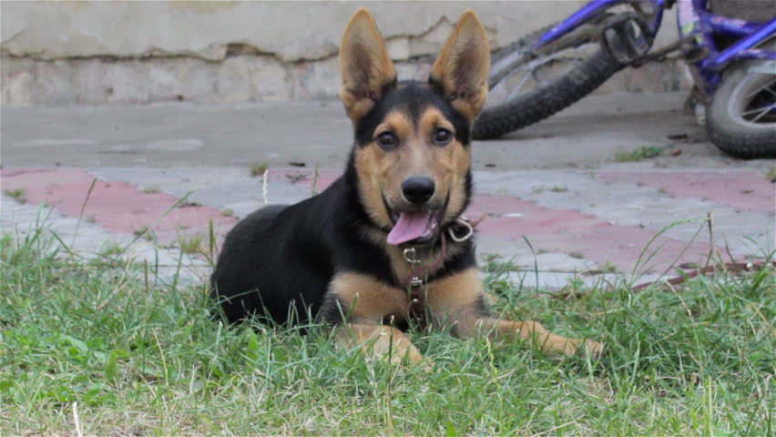 stroking shepherd dog/host stroking his young dog on grass