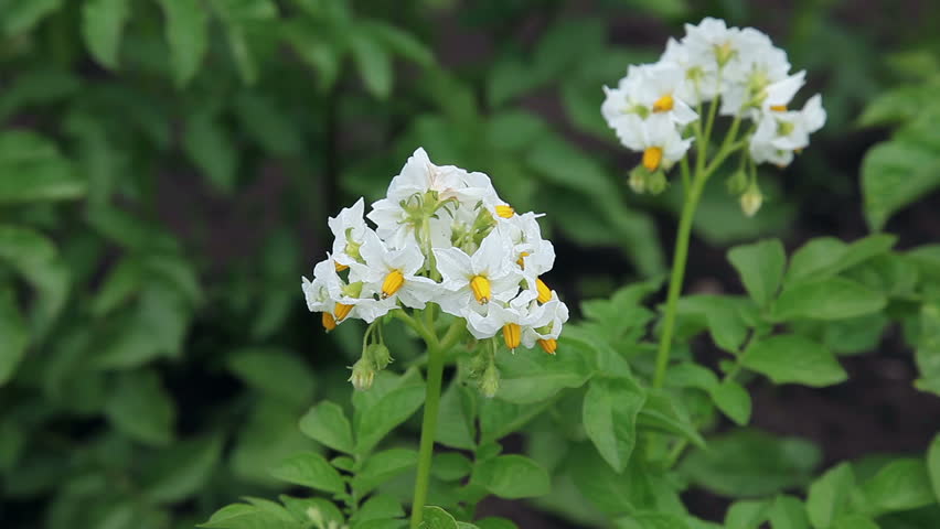 White Flower Of Potato Plant Stock Footage Video 100 Royalty Free 1084 Shutterstock