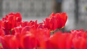 4K tulip garden, UHD stock video