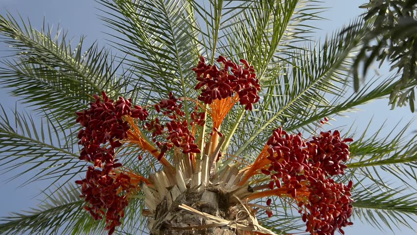 Date Tree Fruit : Date Palm Heritage In Arab World Celebrated By Unesco Aw Staff Aw / Check spelling or type a new query.
