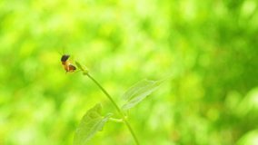 Green and fresh natural bokeh background and tropical ant climbing on plant