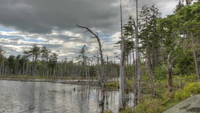 A beautiful panning time-lapse of an enchanted pond. 