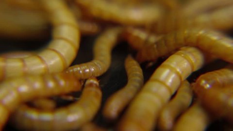 Super close up of Mealworms.