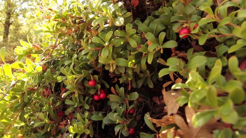 Bearberry Plant with Fruits Red  - Plant with medicinal properties. Leaves and ripe berries of bearberry , Arctostaphylos uva-ursi 