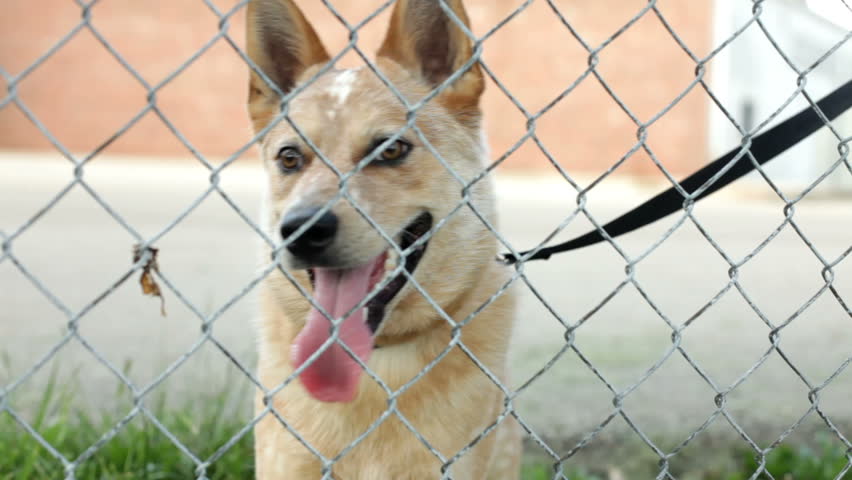 dog on fence