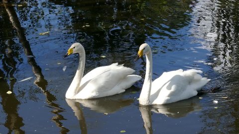 pair of whooper swan on lake, 4k