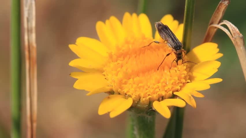 Insect in yellow flower