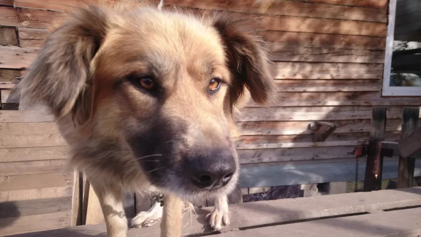 Man playing with dog. Pov.