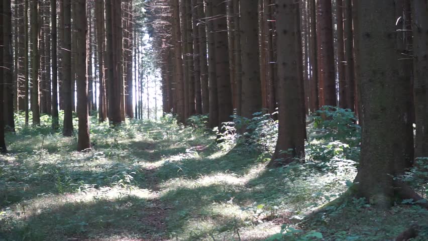 Pine tree forest, Germany